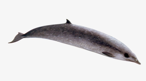 Sowerby's Beaked Whale Png, Transparent Png, Transparent PNG
