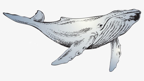 The Whale - Line Art, HD Png Download, Transparent PNG