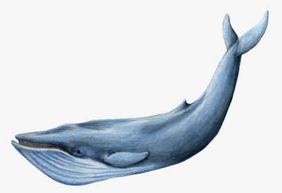Baleen Whale - Blue Whale Transparent Background, HD Png Download, Transparent PNG