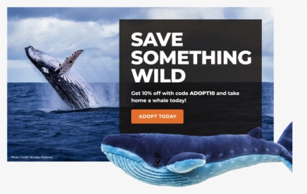 Adopt A Whale - Grey Whale, HD Png Download, Transparent PNG