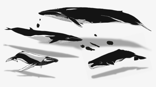 02 Apr Azores Whales Illustration - Humpback Whale, HD Png Download, Transparent PNG