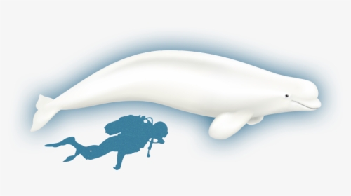 Clipart Whale Minke Whale - Beluga Whale Full Size, HD Png Download, Transparent PNG