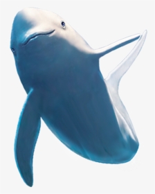Common Bottlenose Dolphin Shark Beluga Whale - Dolphin, HD Png Download, Transparent PNG