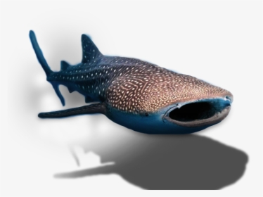 Whale Shark Transparent Background, HD Png Download, Transparent PNG