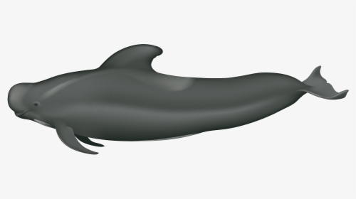 Long Finned Short Finned Pilot Whale, HD Png Download, Transparent PNG