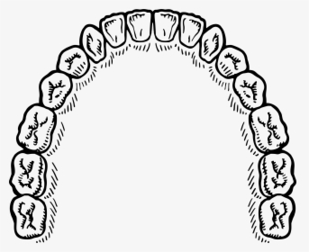Mouth Of Teeth Vector Clipart Image - Mouth Of Teeth Vector, HD Png Download, Transparent PNG