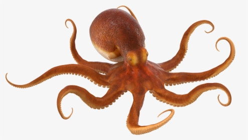 Octopus Png, Transparent Png, Transparent PNG
