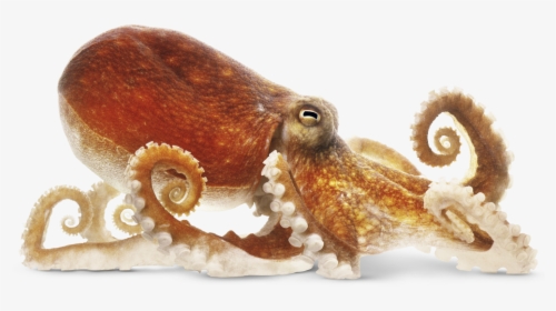 Download Octopus Png Image - Octopus Png, Transparent Png, Transparent PNG