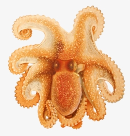 Ocotpus Image - Cephalopoda Biodiversity Heritage, HD Png Download, Transparent PNG