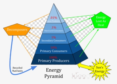 Numbers Pyramid Of Energy Biomass And Clipart Ecological - Basset Hound Bloodhound Puppy, HD Png Download, Transparent PNG