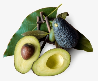 Tratamiento Natural Avocado - Avocado, HD Png Download, Transparent PNG