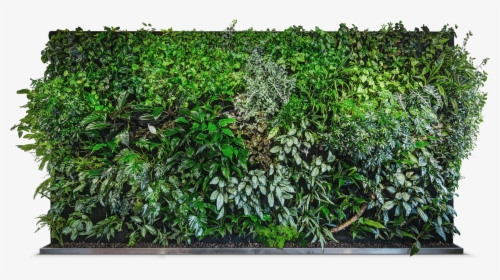 Image Result For Green Wall - Vegetal Wall Png, Transparent Png, Transparent PNG