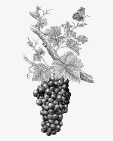 Transparent Wine Grapes Png - Grape Illustration Png, Png Download, Transparent PNG