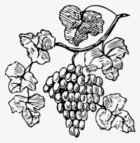 Bw-grapes - Grape Vine Clipart Black And White, HD Png Download, Transparent PNG