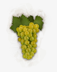 Chardonnay Grapes - Chardonnay Grapes Transparent Background, HD Png Download, Transparent PNG