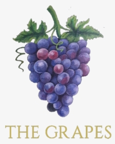 Grapes , Png Download - Seedless Fruit, Transparent Png, Transparent PNG