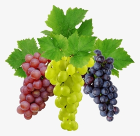 Grapes Clipart Clear Background - Transparent Background Grapes Png, Png Download, Transparent PNG
