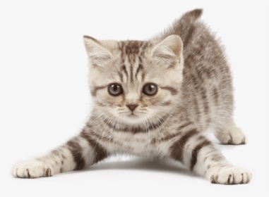 Kitten Png Png Freeuse - Cat With Transparent Background, Png Download, Transparent PNG