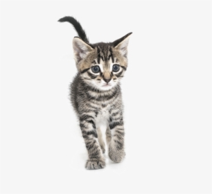 Kitten Png Transparent Images - Domestic Short-haired Cat, Png Download, Transparent PNG