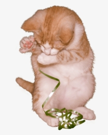 Cat Kitten Playing With Ribbon - Kitten, HD Png Download, Transparent PNG