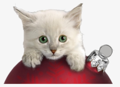 Christmas Cat Kitten Wallpaper - Christmas Cat Png, Transparent Png, Transparent PNG