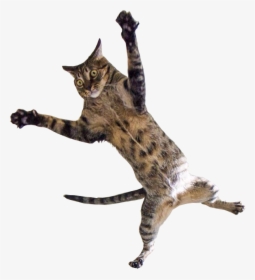 Kitten Jumping Png - Cat Jumping Transparent Background, Png Download, Transparent PNG