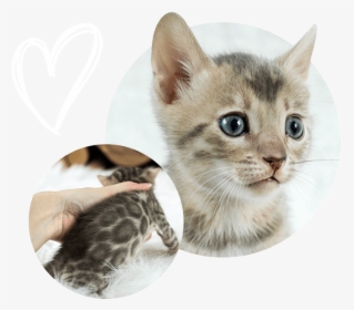 Cats Kittens For Sale - Kitten, HD Png Download, Transparent PNG