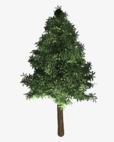 Transparent Evergreen Png - Oak Tree In The Philippines, Png Download, Transparent PNG