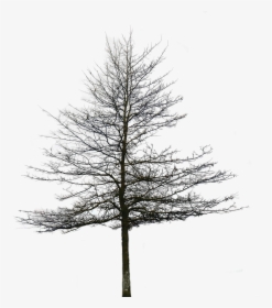 Transparent Oak Tree Clipart Black And White - Tree Without Leaves Png, Png Download, Transparent PNG