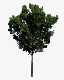 Tree Png Free - Trees In Elevation Png, Transparent Png, Transparent PNG