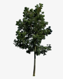 Tree 3d Model Pine Tree Png 3d Transparent Png Transparent