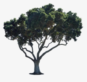 Street Tree Png - Street Png For Photoshop, Transparent Png, Transparent PNG