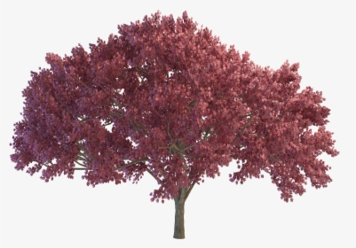 Cherry Tree Png File - Portable Network Graphics, Transparent Png, Transparent PNG