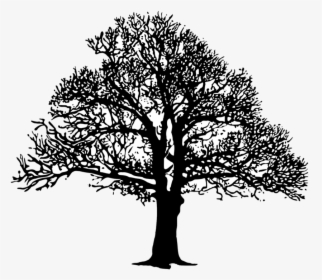 Plant,leaf,monochrome Photography - Tree B And W, HD Png Download, Transparent PNG