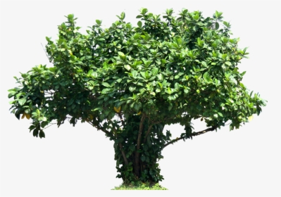Tree Ficuslutea Png Image - Letters J In Nature, Transparent Png, Transparent PNG