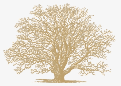 Oak-gold - Gold Oak Tree Png, Transparent Png, Transparent PNG