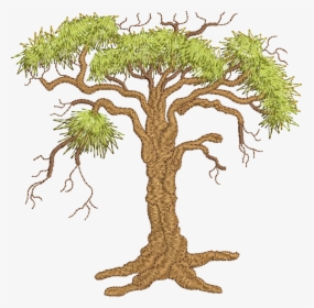 Oak Tree , Png Download - Pond Pine, Transparent Png, Transparent PNG
