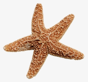Starfish Png Images Free Download - Transparent Star Fish Png, Png Download, Transparent PNG