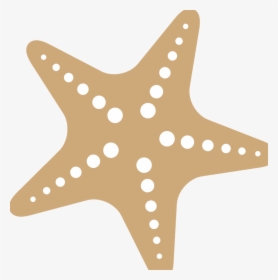 Starfish Png Free Download - Transparent Starfish Png, Png Download, Transparent PNG