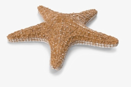 Starfish Png Image With Transparent Background - Starfish, Png Download, Transparent PNG