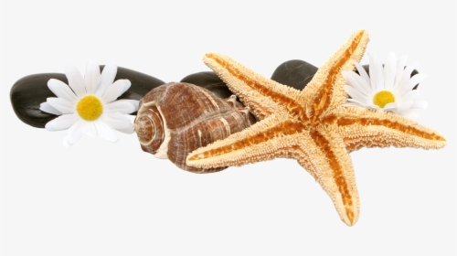 Starfish And Shells Png, Transparent Png, Transparent PNG