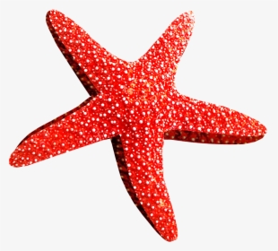 Estrellas De Mar Rojo, HD Png Download, Transparent PNG