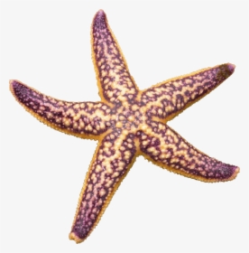 Starfish Purple - Starfish Png, Transparent Png, Transparent PNG