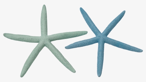 Teal Starfish Png - Starfish, Transparent Png, Transparent PNG