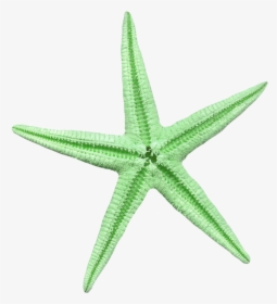 Estrela Do Mar Verde Png, Transparent Png, Transparent PNG