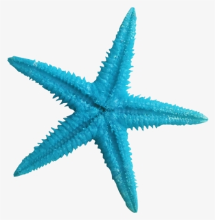 Turquoise Clipart Blue Starfish - Starfish Transparent, HD Png Download, Transparent PNG
