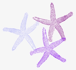 Purple Starfish Clipart - Transparent Background Coral Clipart, HD Png Download, Transparent PNG