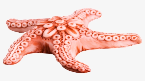Starfish Png - Морские Звезды На Прозрачном Фоне, Transparent Png, Transparent PNG