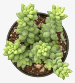 Dog Safe Succulents - Burro's-tail, HD Png Download, Transparent PNG