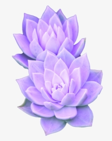 Purple Aesthetic Tumblr Succulent - Succulent Clipart Transparent Background, HD Png Download, Transparent PNG